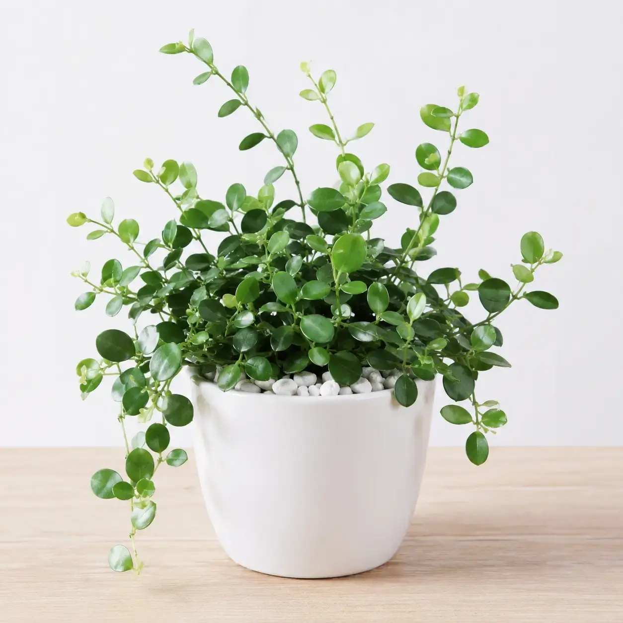 Cây Đô La để bàn chậu sứ trắng tại Vườn Nắng Hình ảnh Cây Đô La để bàn với lá xanh tròn tự nhiên, thân mềm vươn nhẹ, được phối trong chậu sứ trắng có sỏi trang trí