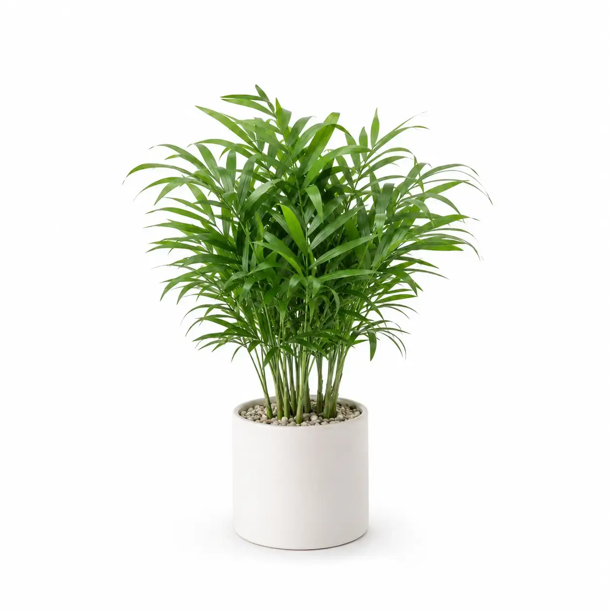 Cây Cau Tiểu Trâm Cây Cau Tiểu Trâm