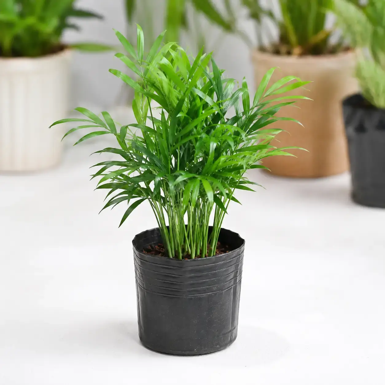 Cây Cau Tiểu Trâm bầu nhựa mini tại vườn Hình ảnh cây Cau Tiểu Trâm trồng trong bầu nhựa mini màu đen, tán lá xanh tự nhiên, nhiều thân mảnh mọc từ gốc.