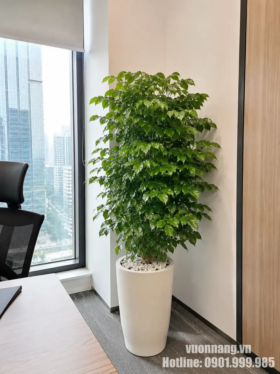 cây Hạnh Phúc cho thuê văn phòng Quận 3 đặt gần cửa kính Hình ảnh cây Hạnh Phúc đặt trong chậu trắng tại văn phòng cao tầng