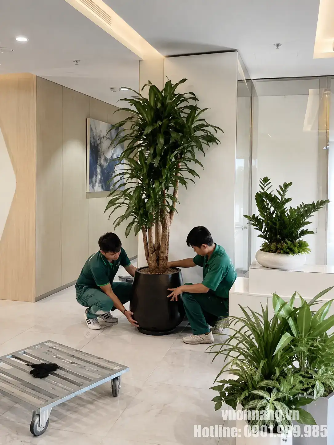 nhân viên giao và bố trí cây văn phòng Quận 3 Hình ảnh nhân viên đang bố trí cây đặt sàn tại văn phòng, thể hiện quy trình giao cây và sắp xếp cây trong dịch vụ thuê cây văn phòng Quận 3.