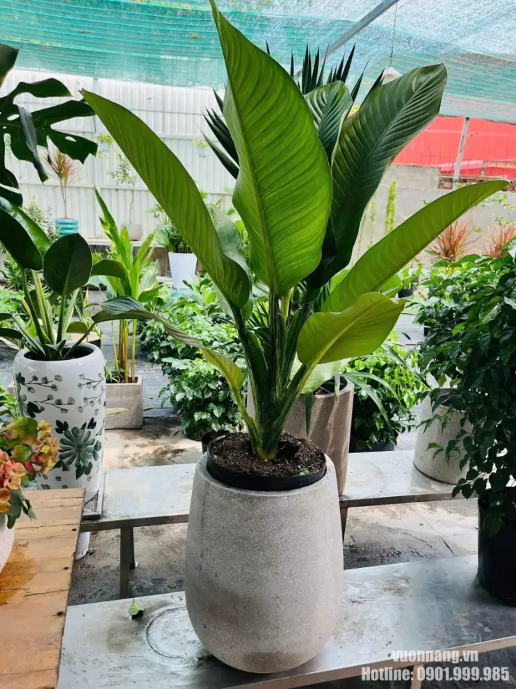 Cây Đại Phú Gia cho thuê văn phòng Quận 4 Hình ảnh cây Đại Phú Gia phối chậu xi măng sáng màu, phù hợp cho không gian văn phòng, sảnh chờ và khu vực tiếp khách tại Quận 4.
