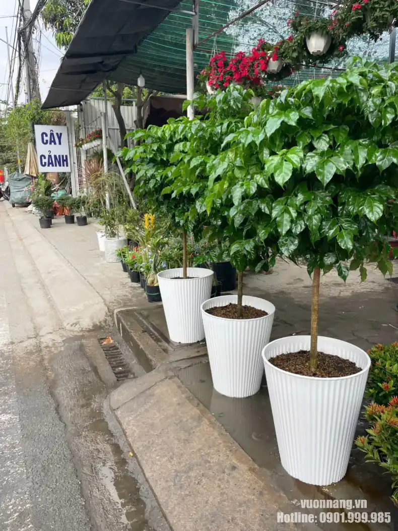 Cây Hạnh Phúc chậu trắng cho thuê văn phòng Hình ảnh cây Hạnh Phúc chậu trắng được chuẩn bị để bố trí cho không gian làm việc, showroom hoặc khu vực lễ tân.