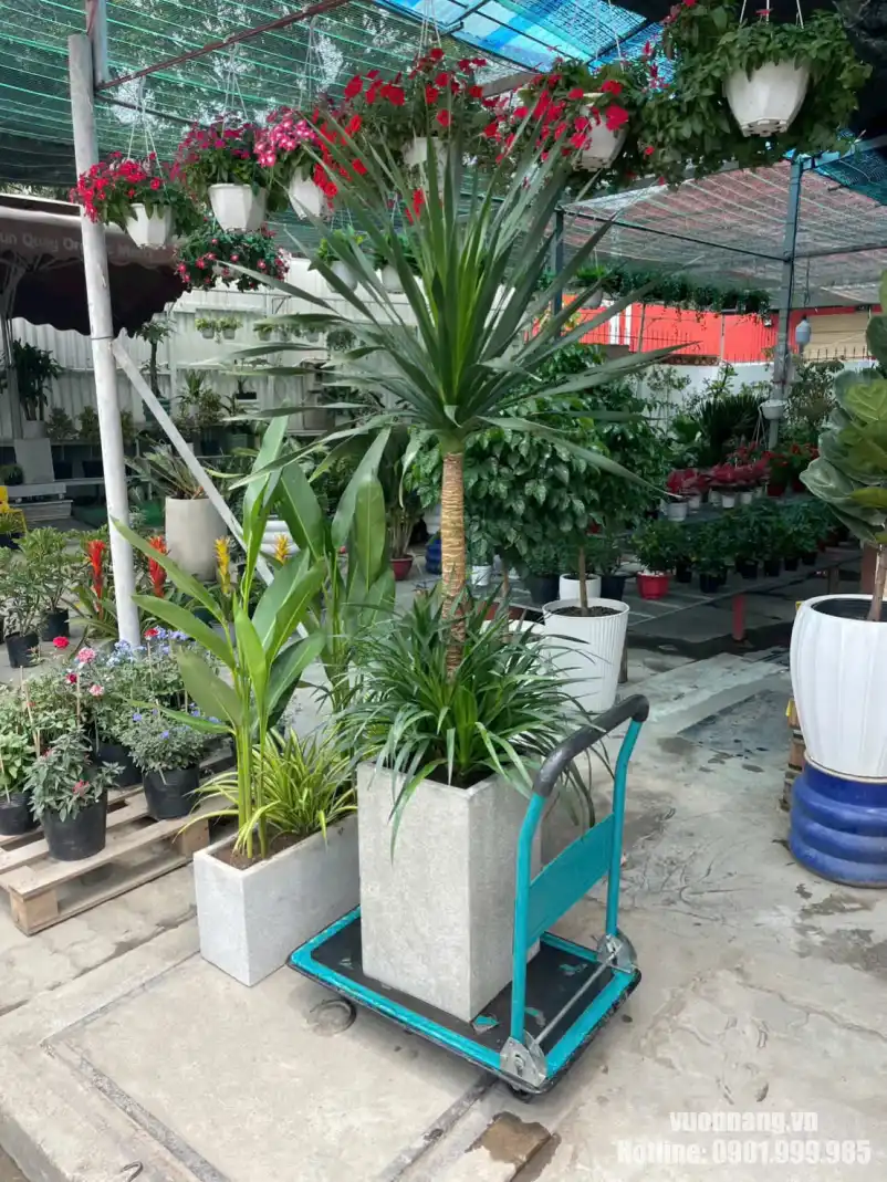 Chậu cây Phát Tài Núi chuẩn bị giao khách thuê văn phòng Hình ảnh chậu cây Phát Tài Núi trên xe đẩy.
