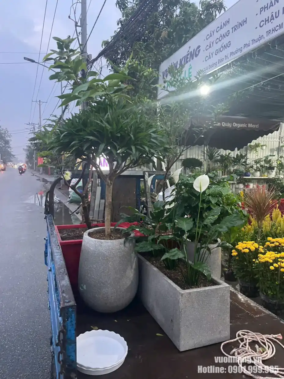Giao cây cảnh cho khách thuê văn phòng tại TP.HCM Hình ảnh cây xanh, chậu cây và vật tư được vận chuyển đến công trình, minh họa dịch vụ giao cây tận nơi cho khách thuê cây văn phòng.