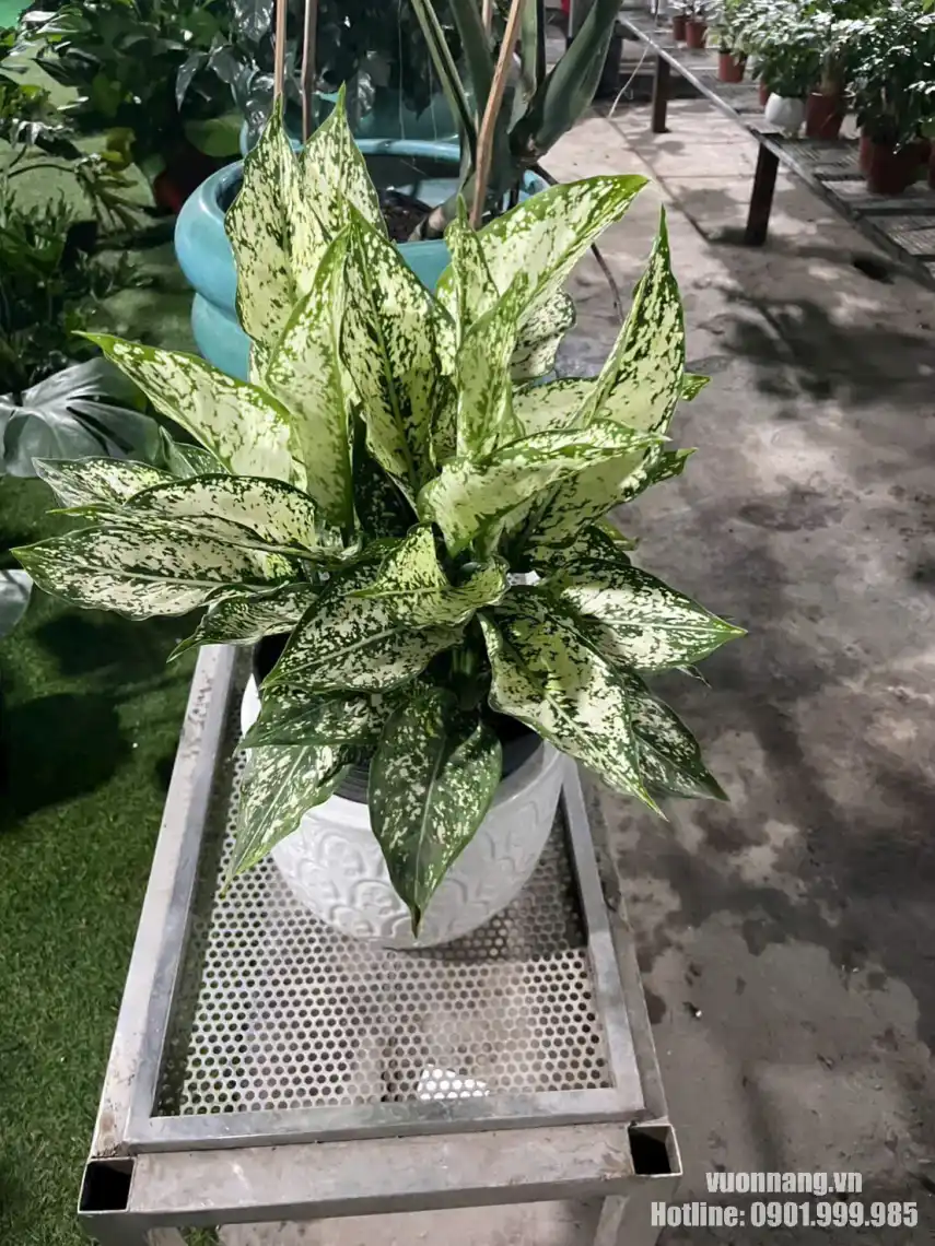 Cây Ngọc Ngân cho thuê cây cảnh văn phòng Quận 5 Hình ảnh cây Ngọc Ngân trong chậu trắng với tán lá xanh trắng rõ nét, phù hợp trang trí không gian văn phòng, phòng họp hoặc khu vực tiếp khách.