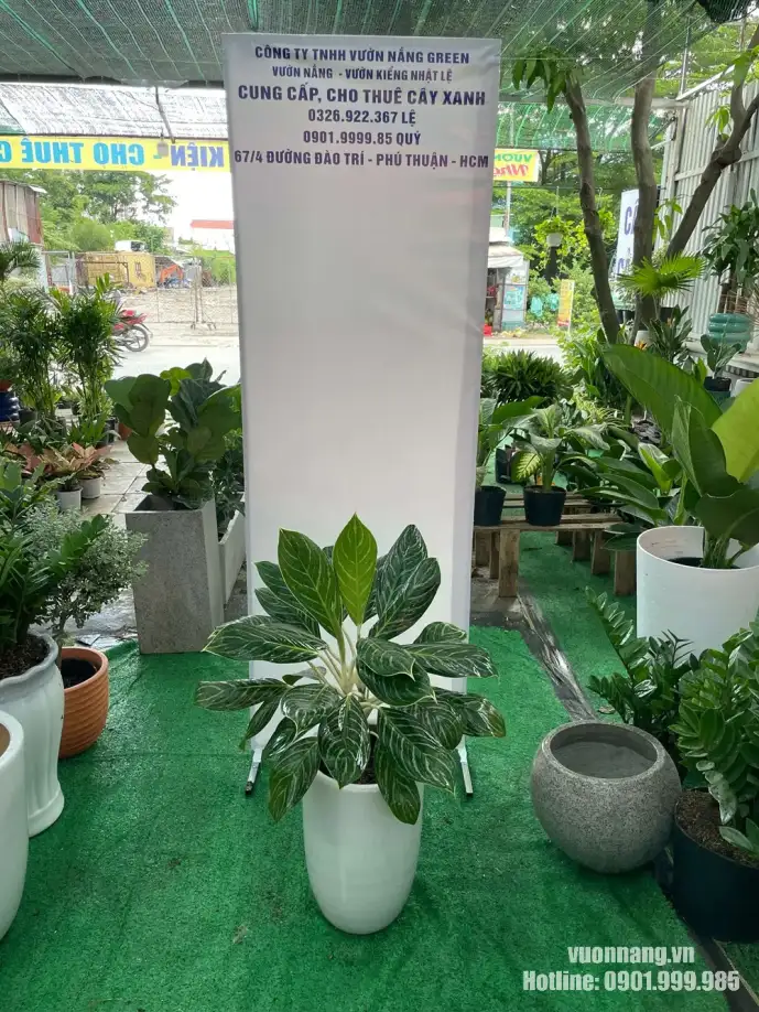 Cho thuê cây văn phòng bạch mã hoàng tử tại TP Thủ Đức Hình ảnh cây Bạch Mã Hoàng Tử trong chậu trắng dáng tròn tại Vườn Nắng, thể hiện form cây gọn, lá xanh đẹp và dễ phối không gian nội thất.