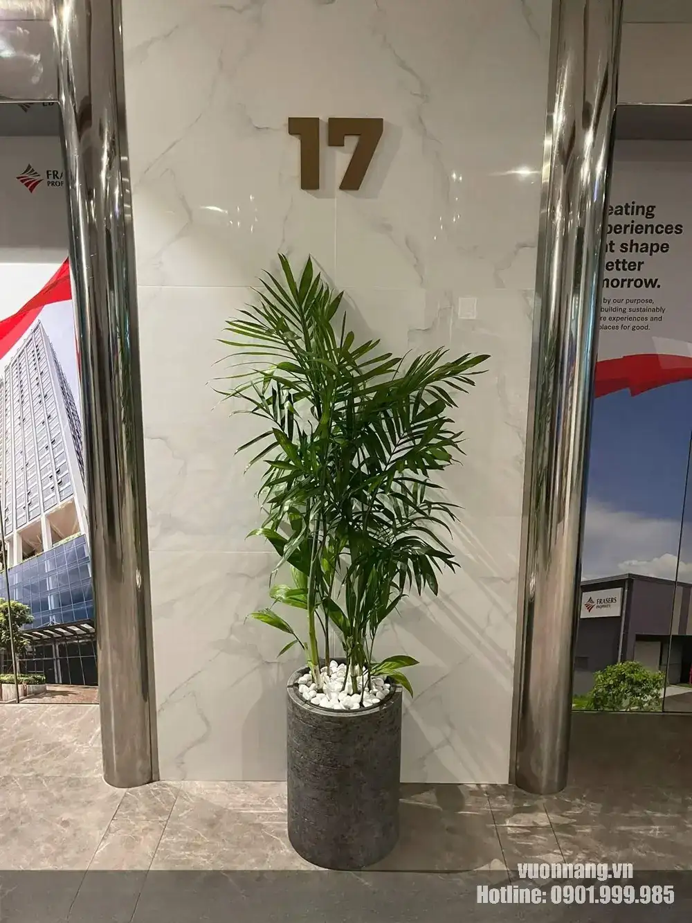 Hình ảnh cây Cau Hawai đặt tại khu vực sảnh hoặc hành lang thang máy trong tòa nhà. Cây được trồng trong chậu đá mài màu xám, phối sỏi trắng, phù hợp với không gian văn phòng, tòa nhà thương mại và khu vực tiếp khách.