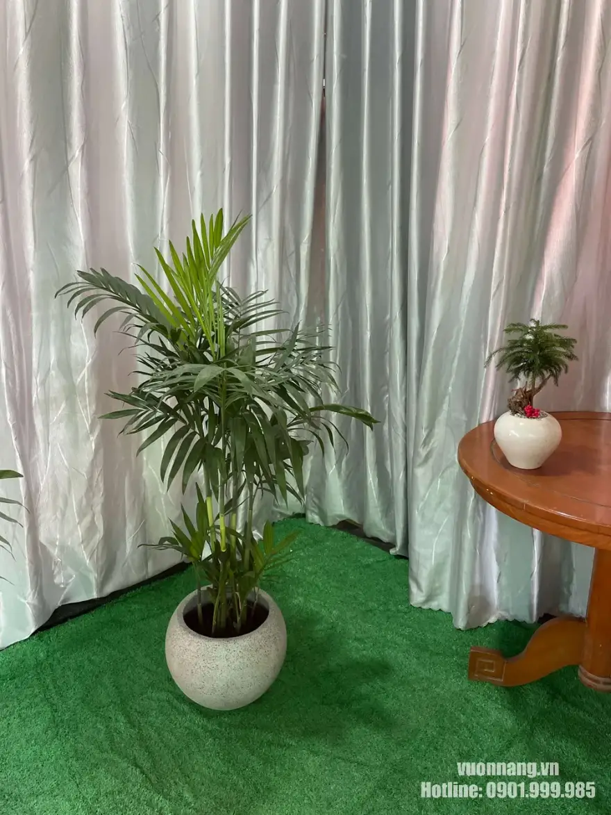 Mẫu cây Cau Hawai thực tế được phối cùng chậu đá mài tròn tại Vườn Nắng. Chậu màu sáng trung tính giúp làm nổi bật bộ lá xanh và phù hợp với phòng khách, khu vực tiếp khách hoặc văn phòng làm việc.