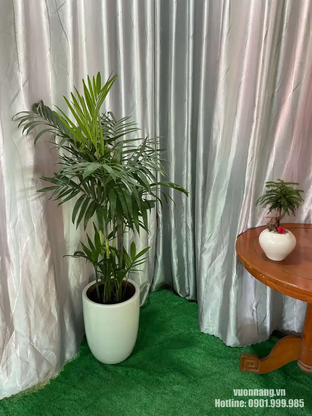 Hình ảnh thực tế cây Cau Hawai tại Vườn Nắng được trồng trong chậu trắng cao. Cây có nhiều thân mọc tự nhiên, tán lá xanh mềm mại và kích thước phù hợp để trang trí góc phòng, văn phòng hoặc khu vực tiếp khách.