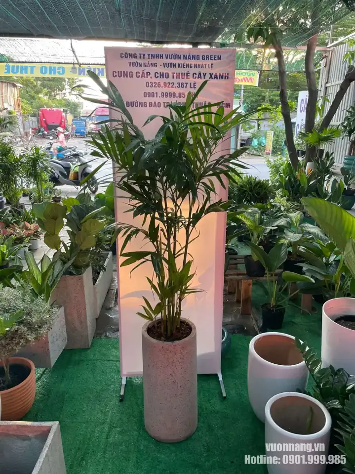 Hình ảnh cây Cau Hawai tại Vườn Nắng được phối với chậu trụ đá mài cao. Kiểu chậu đứng giúp cây có dáng gọn, hiện đại và dễ bố trí trong không gian văn phòng hoặc khu vực sảnh nhỏ.