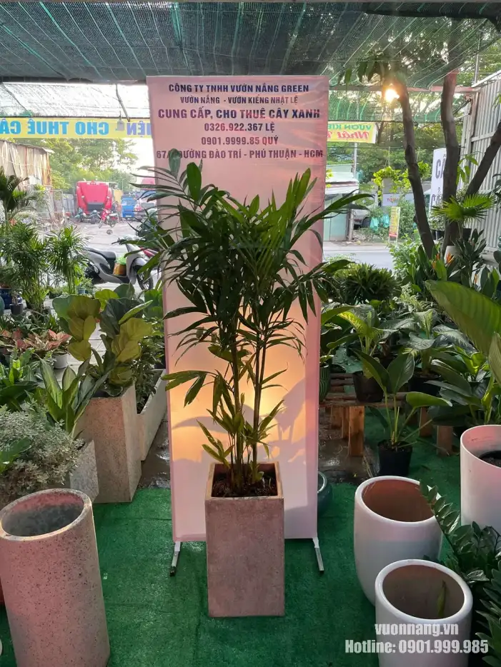 Cho thuê cây văn phòng cau hawai tại Thủ Đức Hình ảnh cây Cau Hawai thực tế tại vườn, được trồng trong chậu vuông đá mài màu trung tính. Mẫu cây có dáng thanh, tán lá tự nhiên và phù hợp cho khách hàng muốn chọn cây trực tiếp tại Vườn Nắng.