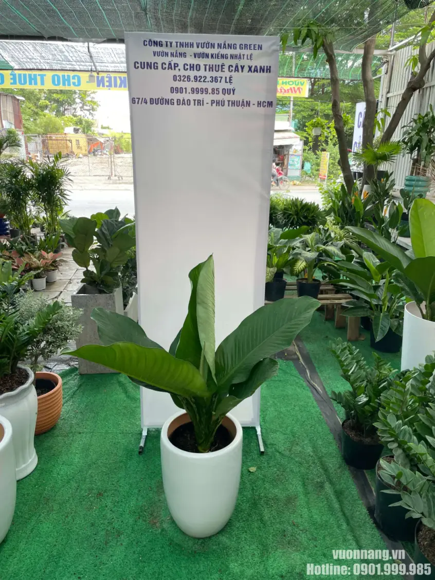 Hình ảnh Cây Đại Phú Gia trồng trong chậu sứ trắng bo tròn, tạo cảm giác nhẹ nhàng, sạch sẽ và dễ phối với phòng khách hoặc văn phòng.