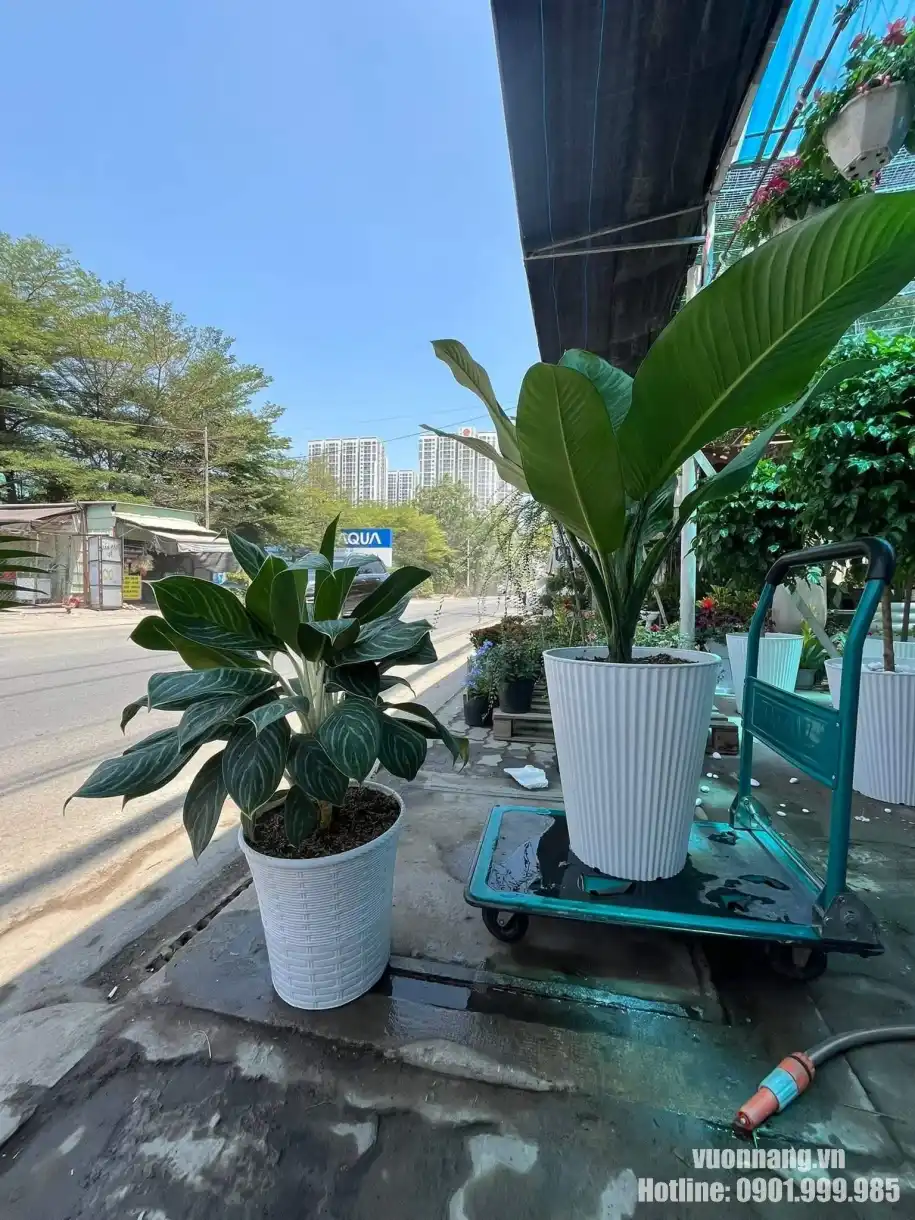 Hình ảnh Cây Đại Phú Gia trồng trong chậu trắng cao, đặt trên xe đẩy tại vườn, phù hợp minh họa quy trình chuẩn bị và giao cây thực tế của Vườn Nắng.