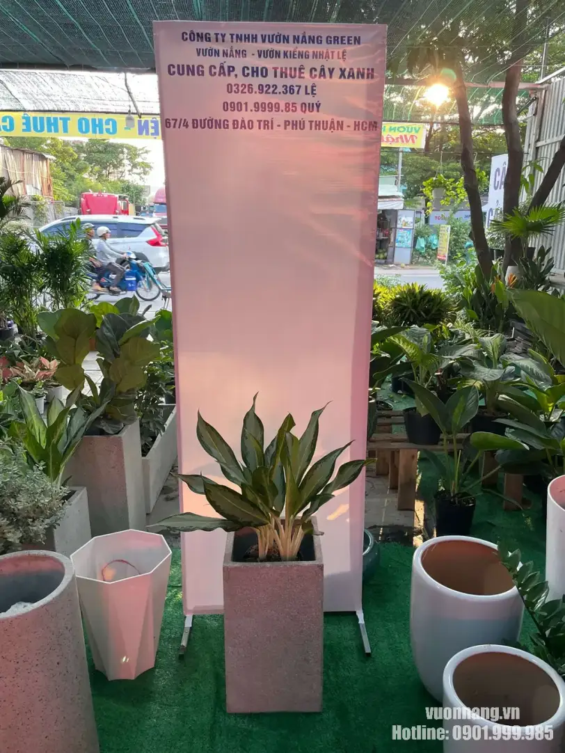 Cây giữ tiền trồng chậu đá mài vuông cho văn phòng Hình ảnh cây giữ tiền thực tế với lá xanh vân sáng, được phối trong chậu đá mài vuông màu xám. Thiết kế chậu tối giản giúp cây phù hợp với văn phòng hiện đại, phòng họp, sảnh lễ tân và không gian thương mại.