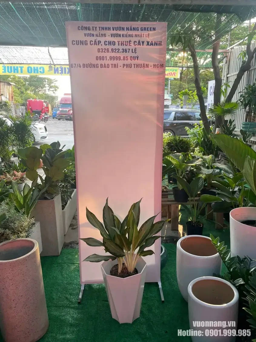 Cây giữ tiền phối chậu trắng đa giác tại Vườn Nắng Hình ảnh thực tế cây giữ tiền có tán lá xanh vân sáng, được phối trong chậu trắng dáng đa giác tại Vườn Nắng. Mẫu cây phù hợp trang trí văn phòng, cửa hàng, showroom và không gian nội thất hiện đại.
