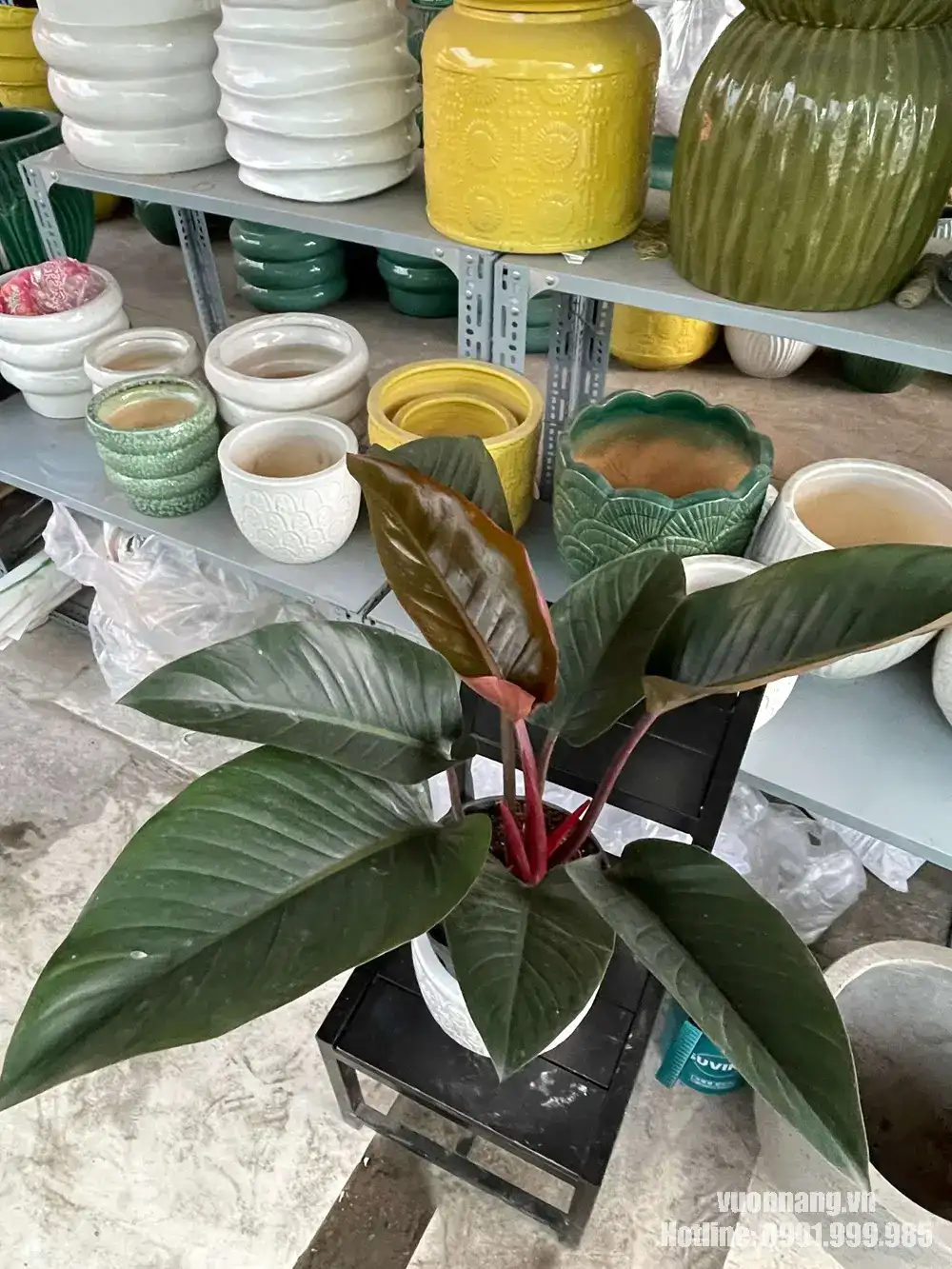 Hình ảnh thực tế Cây Trầu Bà Đế Vương Nâu tại Vườn Nắng, có lá bản lớn màu xanh đậm, lá non ánh nâu đồng và cuống lá đỏ. Cây được phối trong chậu sứ trắng, phù hợp trang trí bàn lớn, quầy lễ tân hoặc góc làm việc.