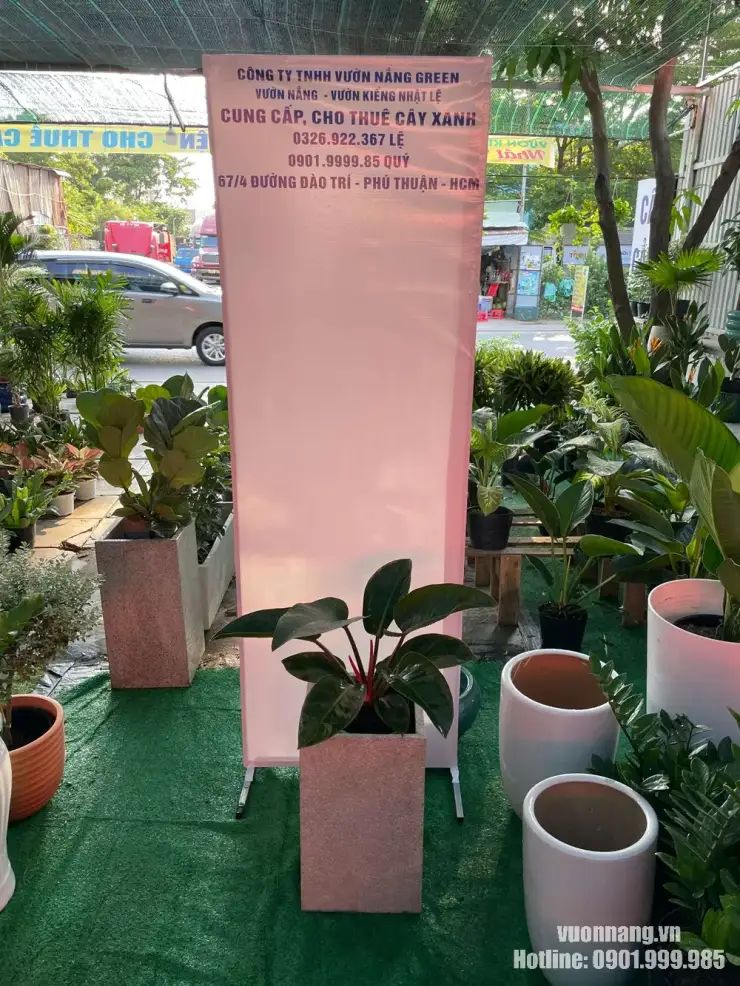 Mẫu Cây Trầu Bà Đế Vương Nâu thực tế tại Vườn Nắng được phối trong chậu vuông đá mài màu sáng. Thiết kế chậu vuông giúp tổng thể cây cân đối, phù hợp đặt cạnh bàn làm việc, quầy lễ tân hoặc khu vực tiếp khách.