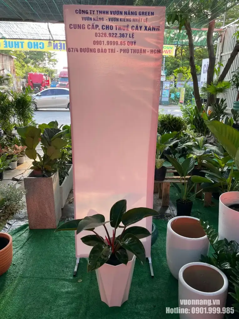 Hình ảnh Cây Trầu Bà Đế Vương Nâu phối cùng chậu trắng dáng đa giác hiện đại. Cây có tán gọn, lá xanh nâu bóng và thân đỏ nổi bật, phù hợp với không gian nội thất có diện tích vừa và nhỏ.
