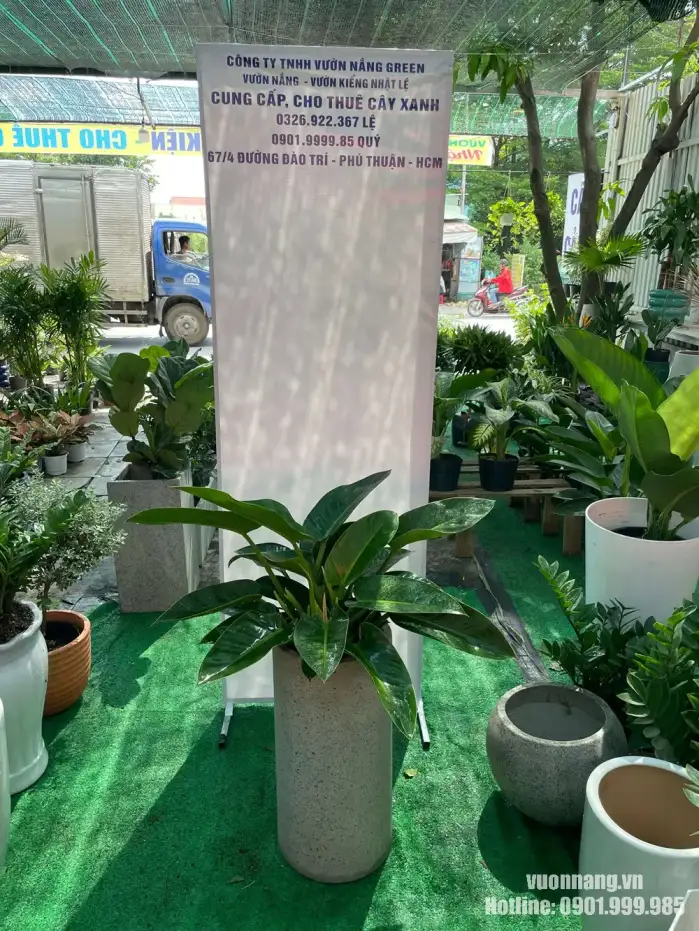 Cây Trầu Bà Đế Vương Xanh phối chậu đá mài cao đặt sàn Hình ảnh mẫu Cây Trầu Bà Đế Vương Xanh được phối trong chậu đá mài cao hình trụ, tạo tổng thể cân đối và thanh thoát. Mẫu cây thích hợp đặt tại sảnh, khu vực tiếp khách, phòng giám đốc hoặc các không gian nội thất cần điểm nhấn xanh.