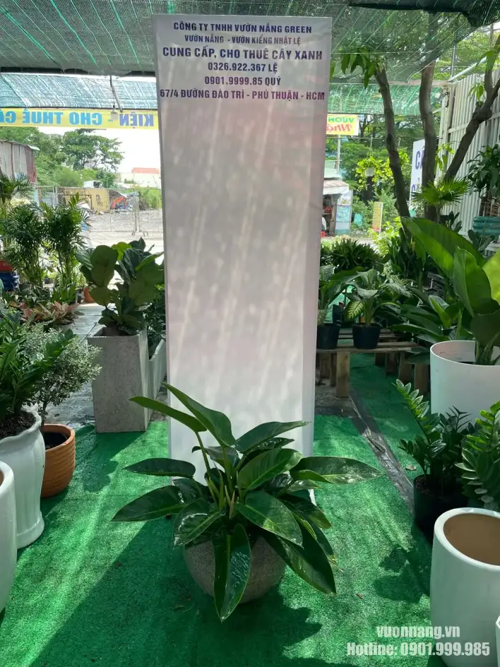 Cây Trầu Bà Đế Vương Xanh trong chậu đá mài tròn màu xám Cây Trầu Bà Đế Vương Xanh có tán lá rộng, xanh bóng tự nhiên, được phối cùng chậu đá mài tròn màu xám. Kiểu chậu thấp giúp làm nổi bật tán cây và phù hợp đặt tại góc văn phòng, phòng họp, quầy lễ tân hoặc showroom.