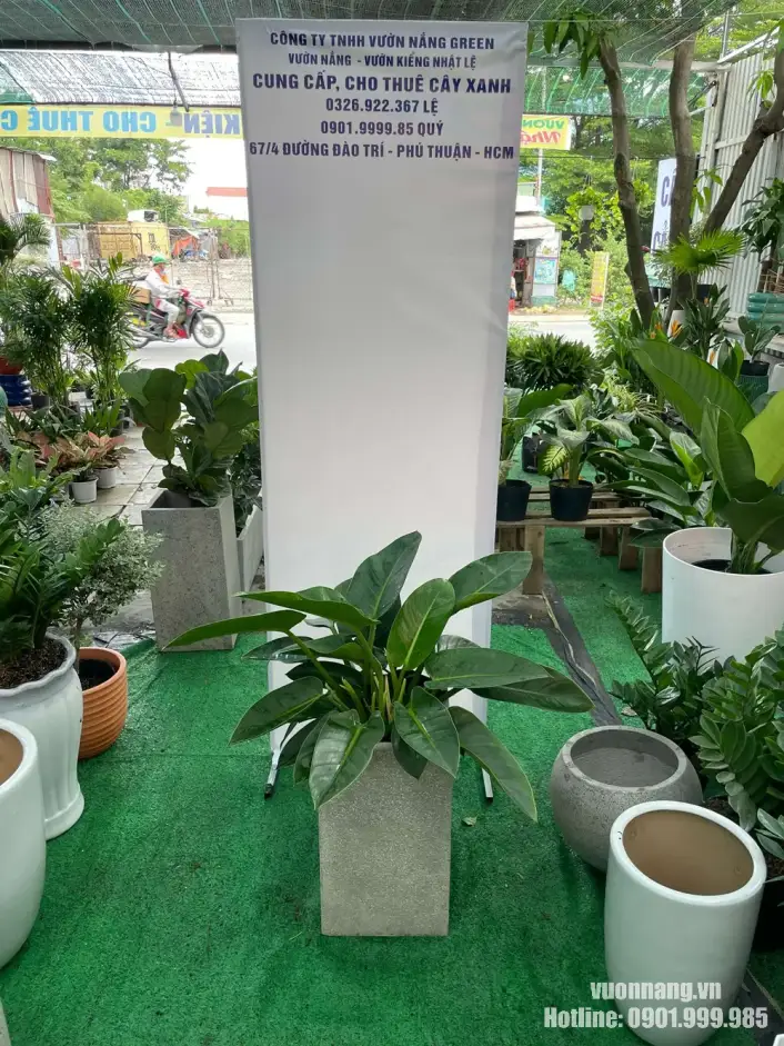 Cây Trầu Bà Đế Vương Xanh trong chậu đá mài vuông màu xám Mẫu Cây Trầu Bà Đế Vương Xanh có tán lá xanh khỏe được phối trong chậu đá mài vuông màu xám trung tính. Thiết kế chậu vuông tạo cảm giác chắc chắn, gọn gàng và phù hợp với văn phòng, sảnh nhỏ, phòng họp hoặc không gian nội thất tối giản.