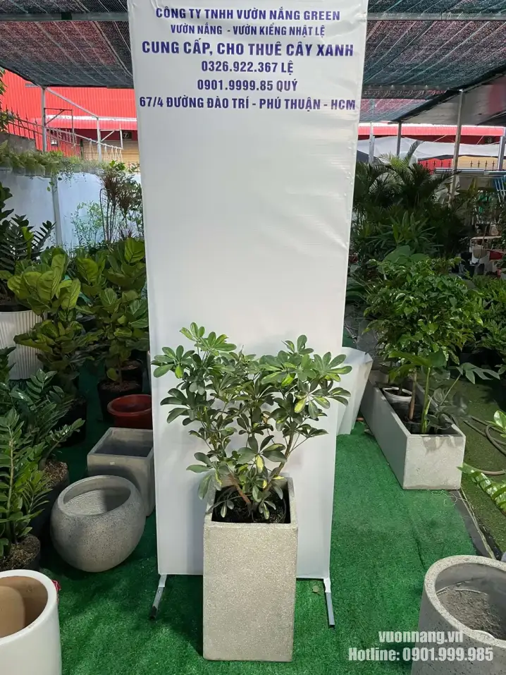 Hình ảnh thực tế cây ngũ gia bì trồng trong chậu vuông cao có bề mặt hạt đá màu sáng. Thiết kế chậu thẳng, gọn và chắc chắn, phù hợp bố trí tại góc văn phòng, lối vào, showroom, cửa hàng hoặc khu vực lễ tân