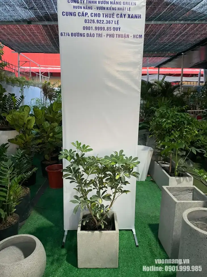 Ảnh chụp thực tế cây ngũ gia bì trồng trong chậu vuông đá mài dáng cao tại vườn cây Vườn Nắng. Tán cây được giữ gọn, chậu có màu trung tính và thiết kế vuông vức, thuận tiện bố trí tại các góc nội thất hoặc dọc hành lang.