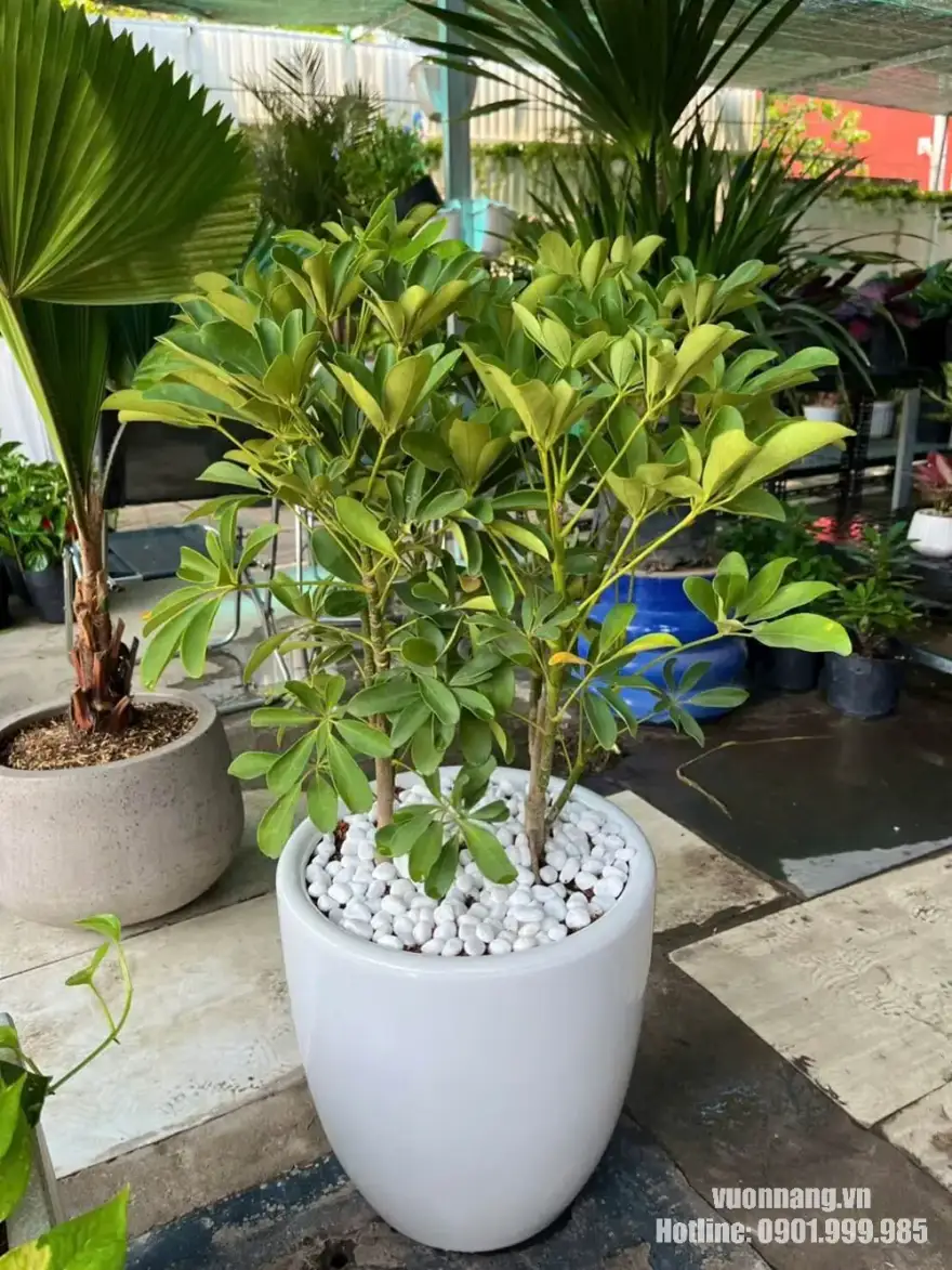 Hình ảnh thực tế cây ngũ gia bì nhiều thân được phối trong chậu trắng bo tròn và phủ sỏi trắng trên bề mặt. Mẫu chậu có thiết kế tối giản, phù hợp trang trí phòng khách, văn phòng, khu vực tiếp khách hoặc showroom tại TP.HCM.