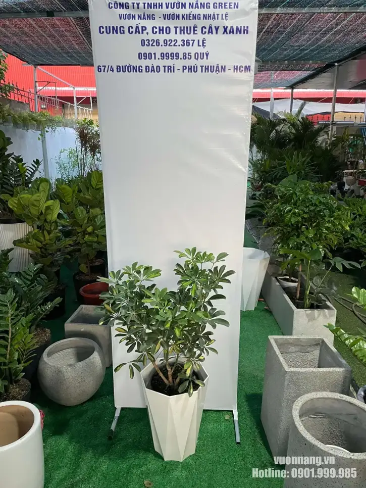 Hình ảnh thực tế cây ngũ gia bì tại Vườn Nắng được phối trong chậu trắng dáng cao, thiết kế đa giác hiện đại. Cây có nhiều thân, tán lá xanh xen sắc vàng nhẹ, phù hợp đặt tại văn phòng, quầy lễ tân, phòng khách hoặc showroom tại TP.HCM.