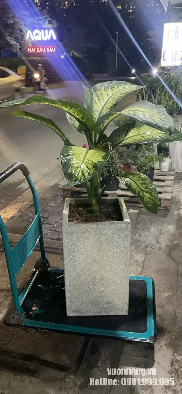 Hình ảnh cây vạn niên thanh lá xanh đốm được trồng trong chậu đá mài dáng cao, đặt trên xe đẩy trước khi giao khách. Đây là mẫu cây phù hợp đặt tại văn phòng, sảnh lễ tân, showroom hoặc khu vực tiếp khách.