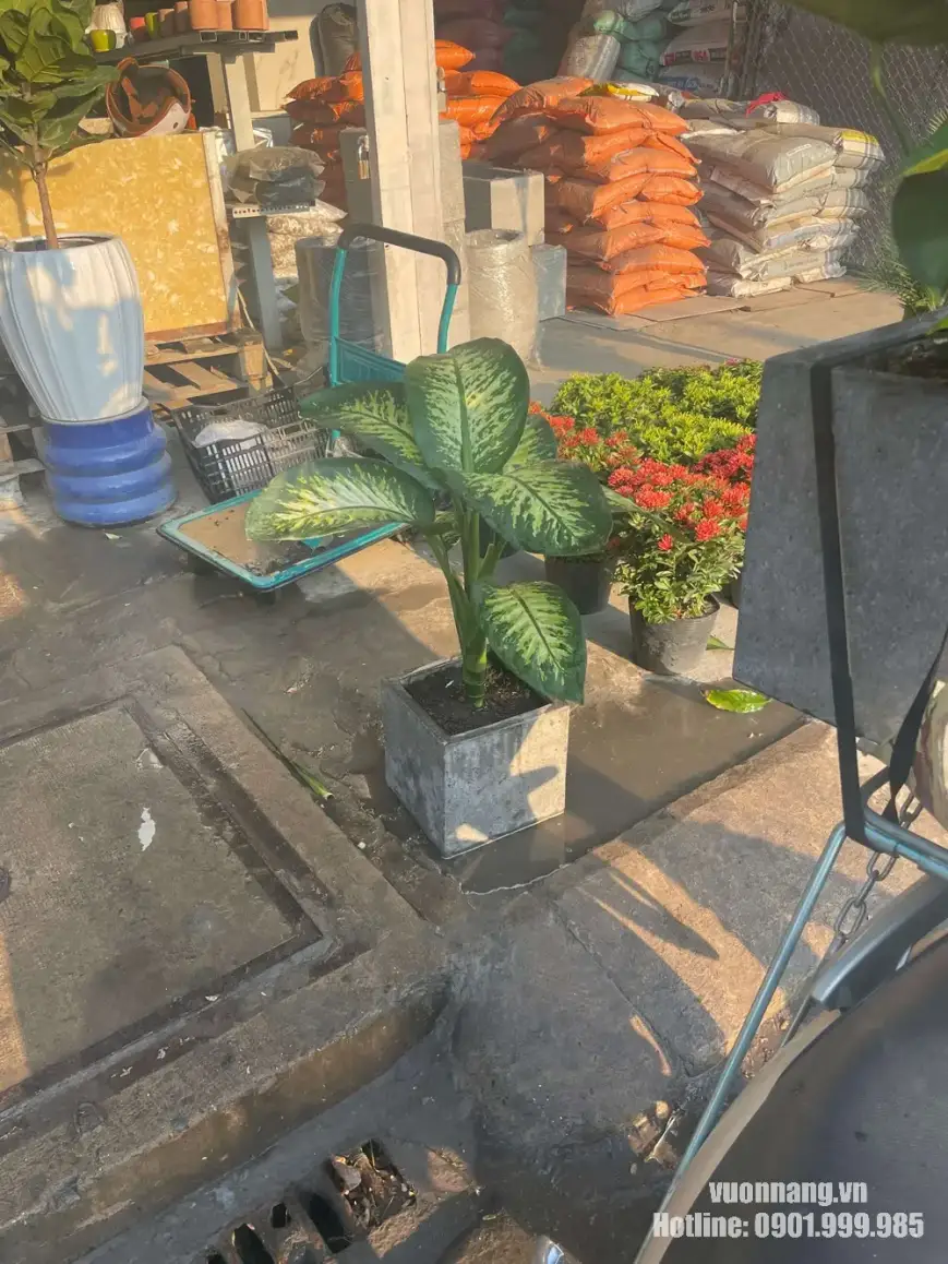 Cây vạn niên thanh chậu vuông đá mài xám đặt sàn Hình ảnh cây vạn niên thanh với lá xanh đốm nổi bật, được trồng trong chậu vuông đá mài màu xám. Mẫu cây phù hợp trang trí nội thất, văn phòng, showroom hoặc khu vực tiếp khách cần điểm nhấn xanh gọn gàng.