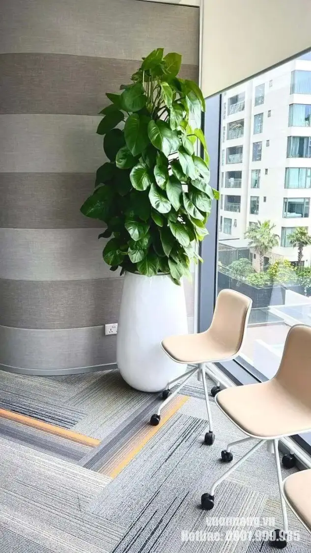 Hình ảnh cây Trầu Bà Cột cao trong chậu trắng đặt cạnh cửa kính văn phòng. Vị trí có ánh sáng tự nhiên tán xạ giúp cây duy trì màu lá xanh và phát triển ổn định.
