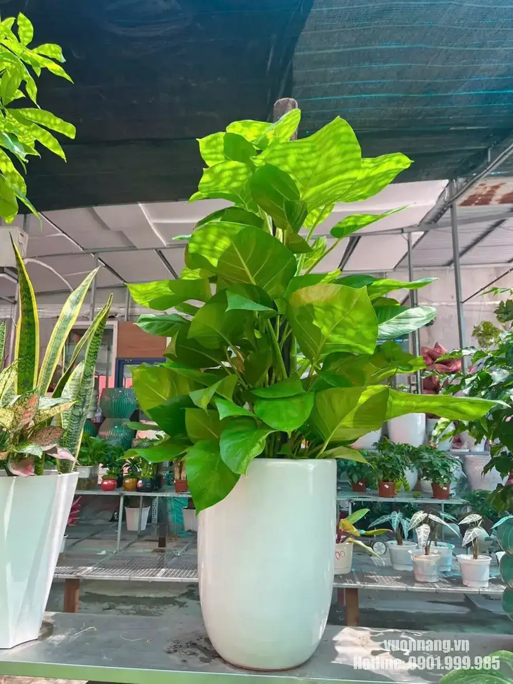 Hình ảnh cây Trầu Bà Cột tại vườn với lá xanh sáng, bản lá lớn và tán cây phát triển theo chiều cao. Chậu trắng cao giúp nâng tán cây và tạo tổng thể thanh thoát.