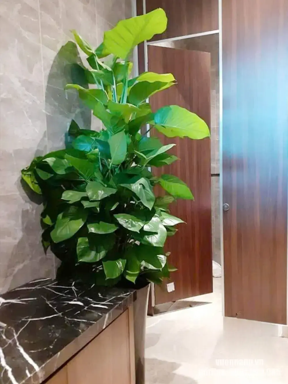 Hình ảnh cây Trầu Bà Cột đặt tại khu vực nội thất có mặt bàn đá và vách gỗ. Dáng cây tự nhiên giúp làm mềm các bề mặt cứng và tăng cảm giác gần gũi với thiên nhiên.