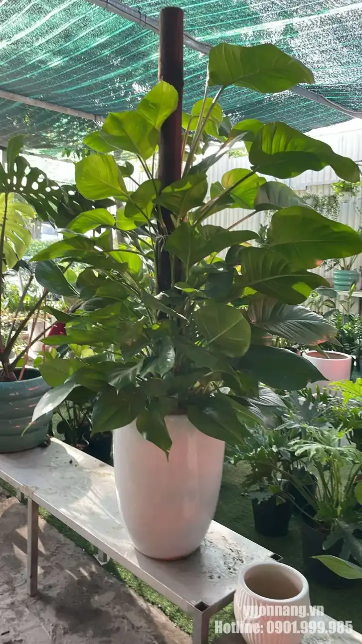 Hình ảnh cây Trầu Bà Cột trưởng thành được phối trong chậu trắng tại vườn. Cây có nhiều tầng lá, phần thân bám theo trụ và kích thước phù hợp làm cây nội thất cỡ lớn.