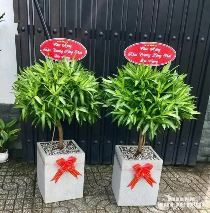 Hình ảnh cặp cây Trúc Bách Hợp chậu vuông trang trí nơ đỏ, thích hợp làm cây tặng khai trương, tân gia, văn phòng hoặc cửa hàng.