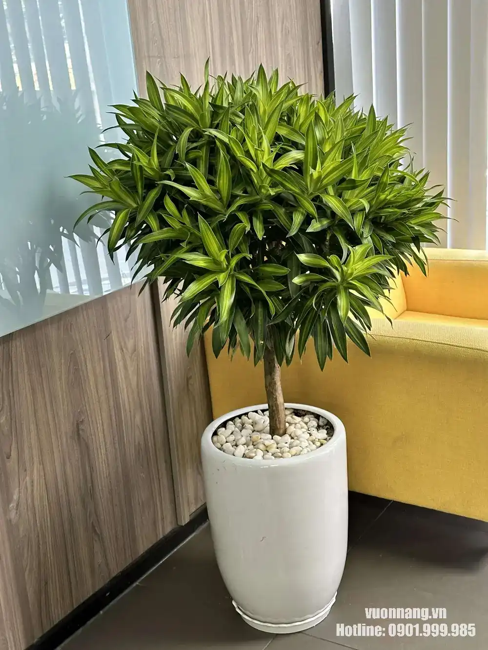 Hình ảnh cây Trúc Bách Hợp phối chậu trắng, đặt trong không gian nội thất gần ghế sofa, phù hợp trang trí văn phòng, phòng khách hoặc khu vực tiếp khách.