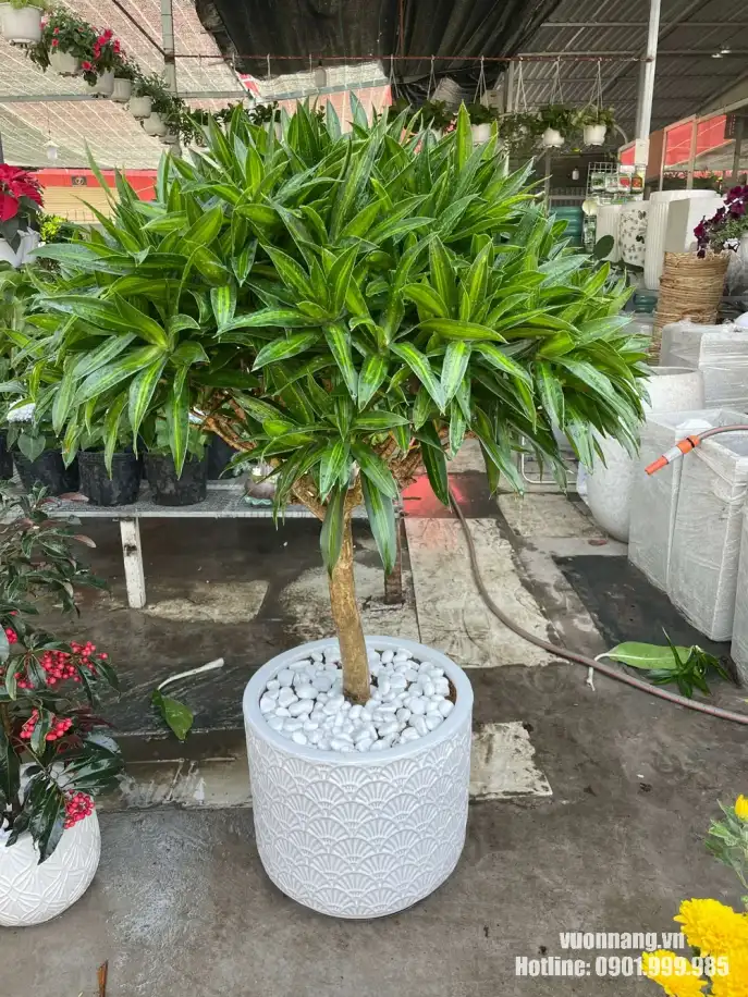 Mẫu cây Trúc Bách Hợp phối chậu trắng họa tiết và rải sỏi trắng trên mặt chậu, tạo vẻ sạch đẹp, phù hợp không gian nội thất hiện đại.