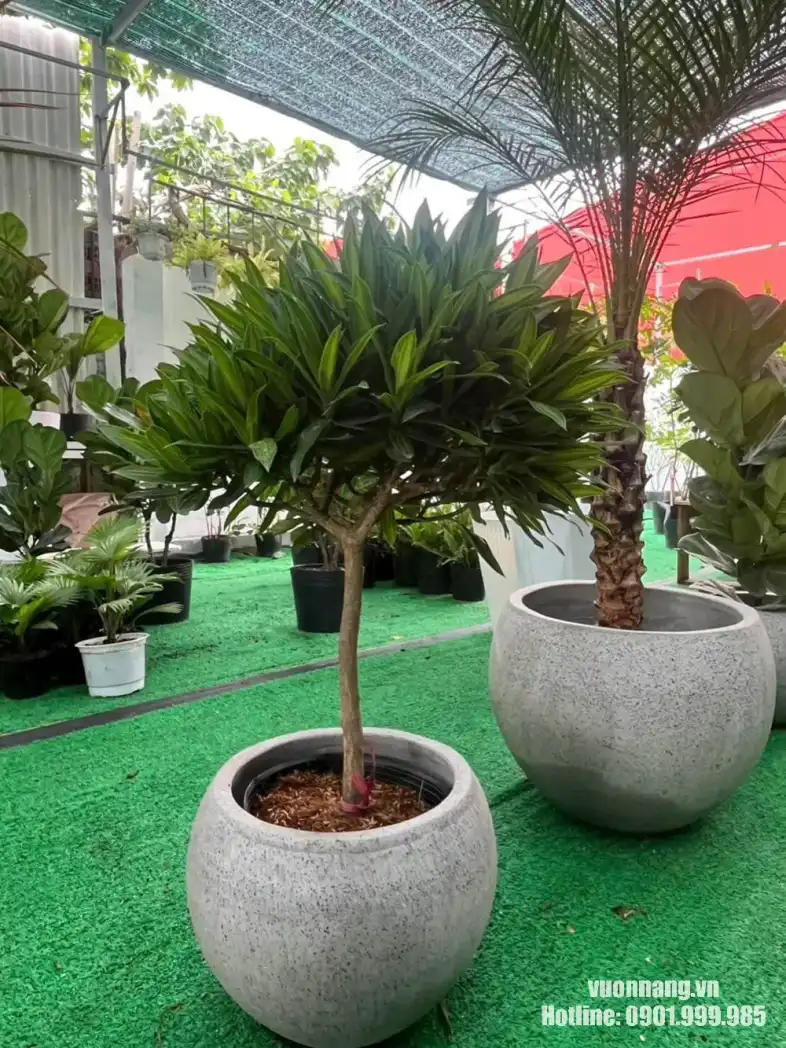 Mẫu cây Trúc Bách Hợp trồng trong chậu đá mài tròn tại vườn, có dáng cây cân đối, thích hợp đặt ở phòng khách, văn phòng hoặc khu vực tiếp khách.