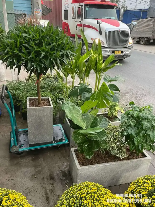 Hình ảnh cây Trúc Bách Hợp dáng tán tròn, phối chậu đá mài vuông hiện đại, phù hợp trang trí nhà ở, văn phòng, sảnh nhỏ và showroom.