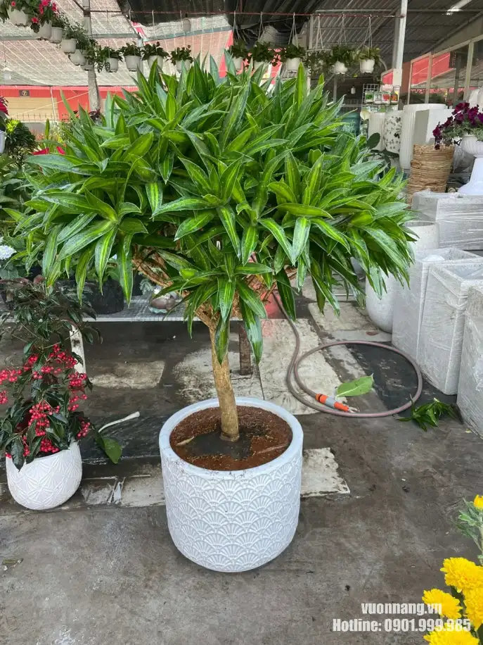 Hình ảnh cây Trúc Bách Hợp tán tròn, lá xanh bóng, trồng trong chậu trắng họa tiết, phù hợp làm cây nội thất cỡ lớn cho nhà ở và văn phòng.