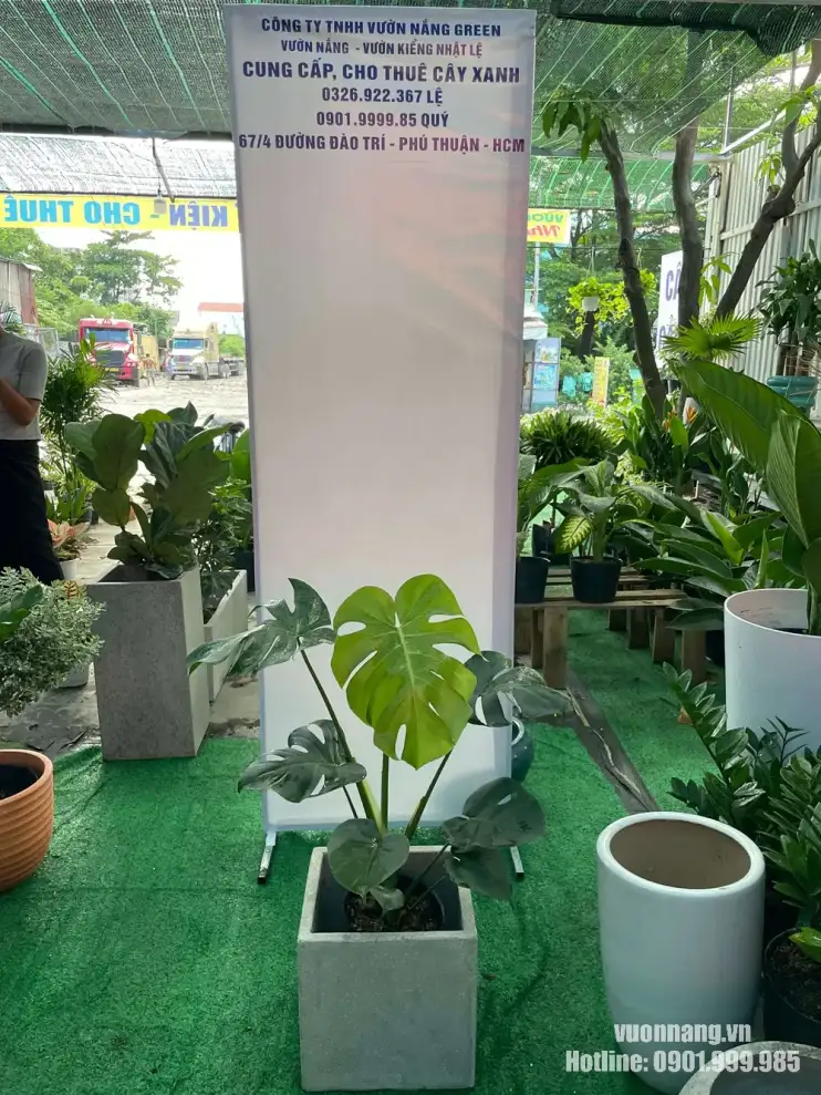 Cây trầu bà lá xẻ Nam Mỹ size nhỏ chậu vuông xám Cây trầu bà lá xẻ Nam Mỹ có lá xanh lớn, đường xẻ tự nhiên, được phối với chậu vuông màu xám để trang trí nội thất.