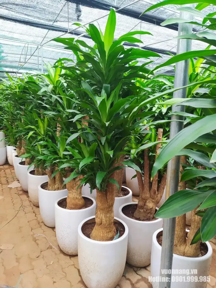 Các mẫu cây Thiết Mộc Lan gốc to trồng chậu trắng tại vườn Hình ảnh thực tế số lượng cây Thiết Mộc Lan gốc to được trồng trong chậu trắng tại khu vực nhà vườn.