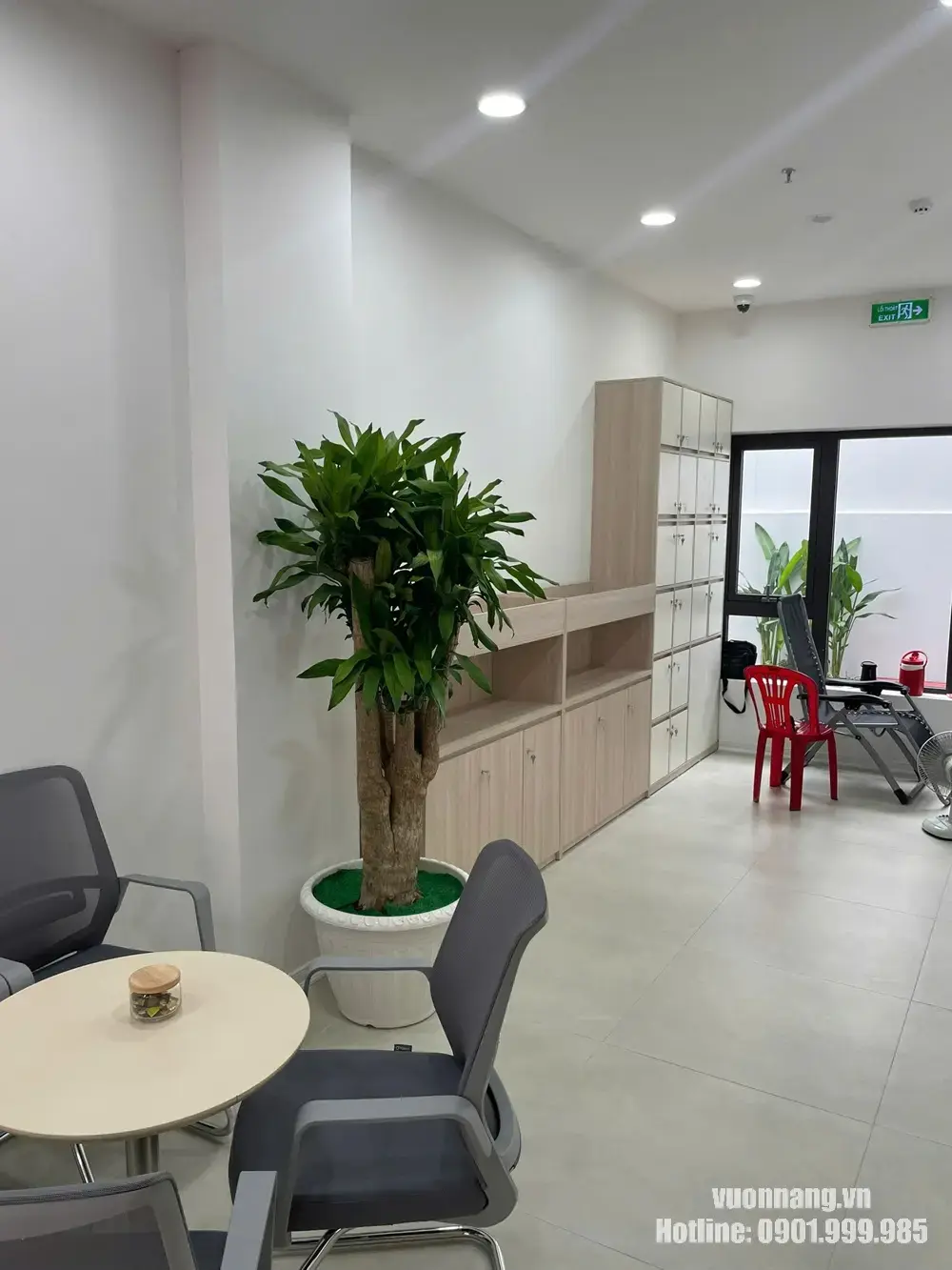 ây Thiết Mộc Lan cao đặt cạnh bàn ghế tiếp khách Cây Thiết Mộc Lan gốc lớn, tán lá dày được đặt sát tường tại khu vực tiếp khách. Cách bố trí này tạo điểm nhấn chiều cao mà vẫn giữ lối đi thông thoáng.