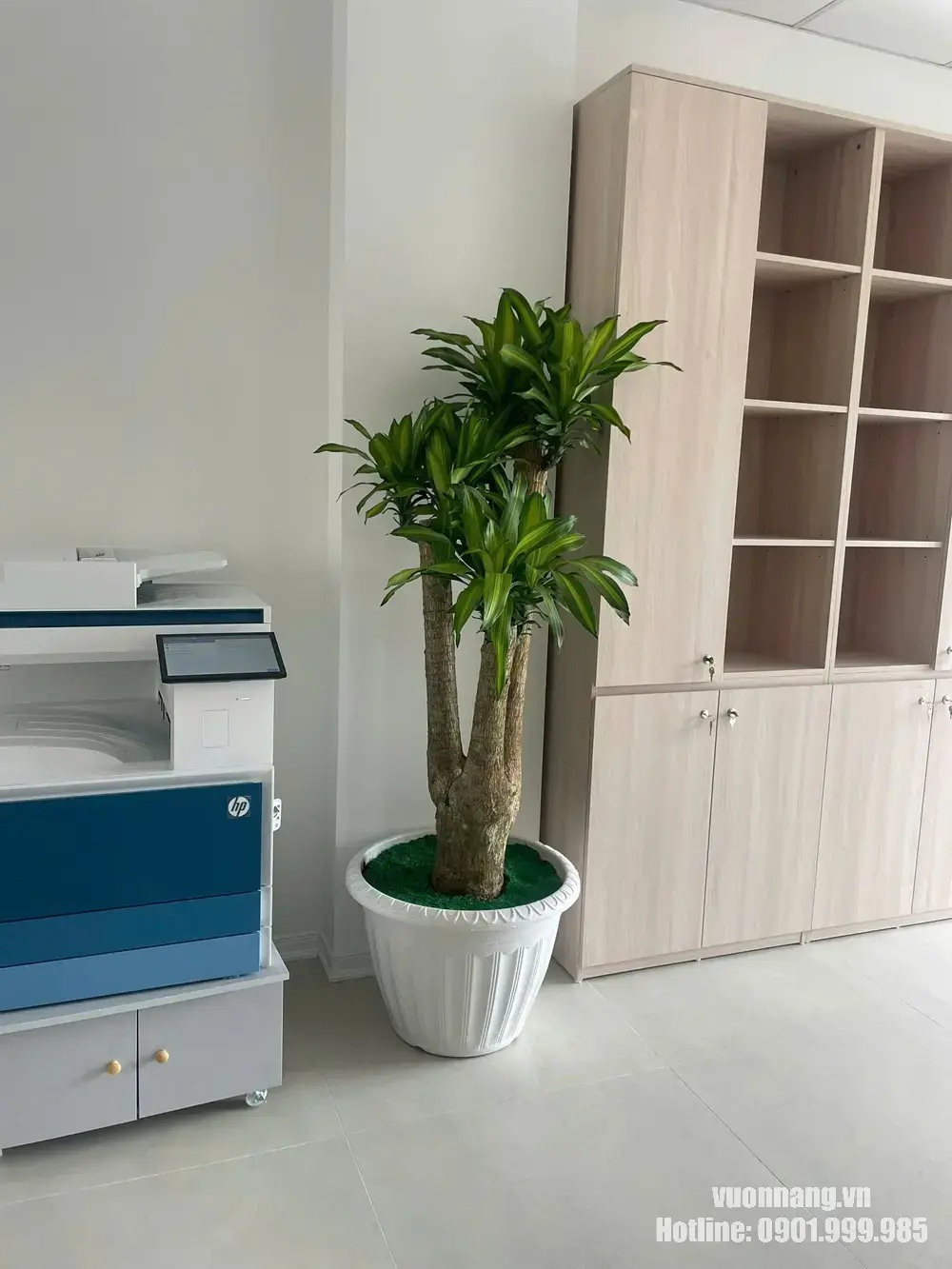 Cây Thiết Mộc Lan lá sọc vàng phối chậu trắng trong văn phòng Hình ảnh toàn thân cây Thiết Mộc Lan với phần gốc chắc, nhiều thân cao thấp và lá có dải màu vàng xanh. Chậu trắng giúp cây nổi bật trong không gian nội thất màu sáng.