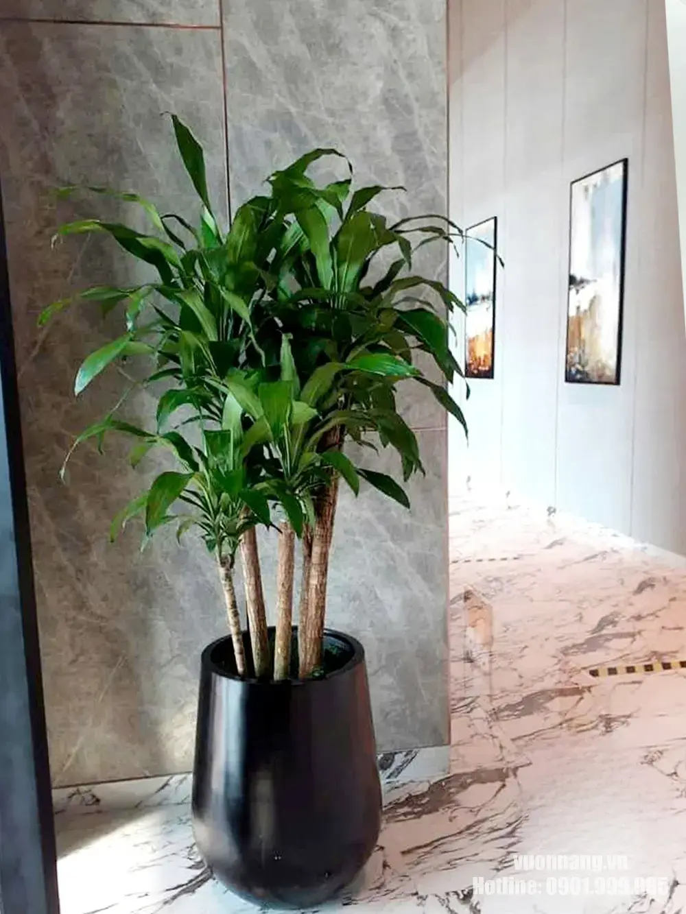 Cây Thiết Mộc Lan nhiều thân phối chậu đen trong nội thất Mẫu cây Thiết Mộc Lan có nhiều thân cao thấp và tán lá phân tầng, được phối cùng chậu đen dáng trụ. Cách phối màu phù hợp với sảnh, hành lang hoặc khu vực có vật liệu đá và gỗ.