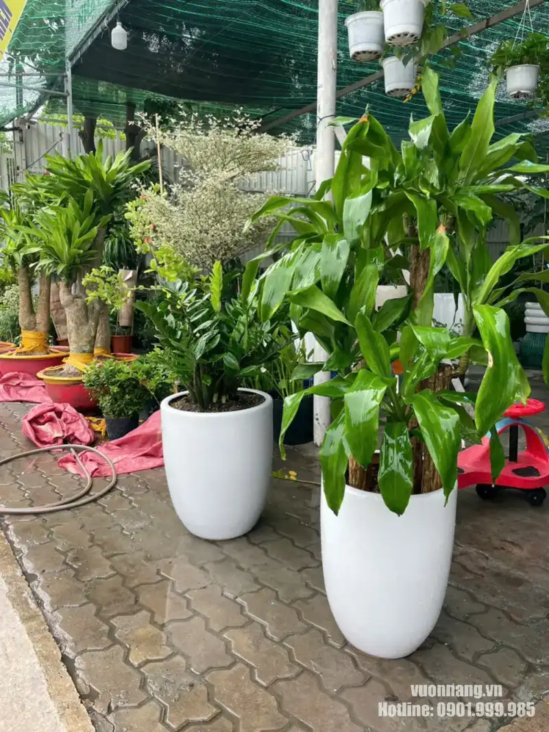 Cây Thiết Mộc Lan nhiều tầng phối chậu trắng dáng cao Mẫu cây Thiết Mộc Lan thân khúc, tán lá xanh và được hoàn thiện trong chậu trắng dáng cao. Kiểu phối chậu này thích hợp với văn phòng, sảnh, showroom và khu vực tiếp khách.
