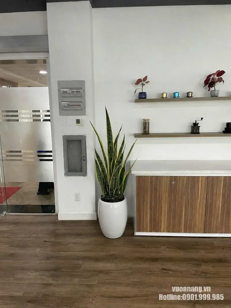 Cây lưỡi hổ cao khoảng 1m trong chậu trắng đặt tại văn phòng Cây lưỡi hổ viền vàng kích thước lớn trồng trong chậu trắng dáng bầu, bố trí tại góc nội thất văn phòng.