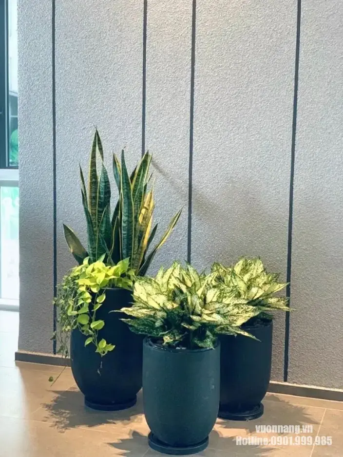 Cây lưỡi hổ phối chậu đen cùng cây trầu bà trong nhà Mẫu decor sử dụng cây lưỡi hổ làm tầng cây cao phía sau, kết hợp cây rủ và cây lá màu trong các chậu đen đặt tại góc nội thất.